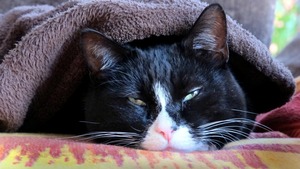 Coryza ou grippe du chat : comment protéger son chat ?