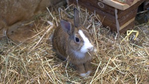 Comment prendre soin de son lapin nain ?