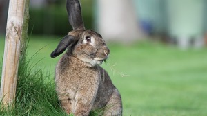 Le syndrome vestibulaire chez le lapin