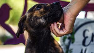 Animaux : de nouvelles règles pour lutter contre les abandons