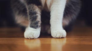 Guide d’adoption du chat : 7 conseils avant d’adopter