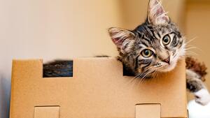 9 astuces pour déménager sans stress avec son chat