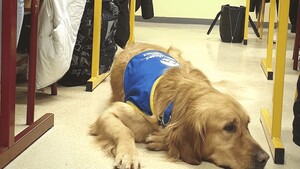 Nouveauté en France : un chien arrive en soutien dans un collège