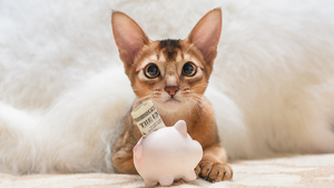 Comment bénéficier de la stérilisation gratuite de son animal ?