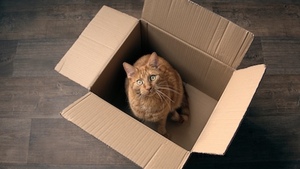 Animaux et logement social : ce que vous pouvez (et ne pouvez pas) faire