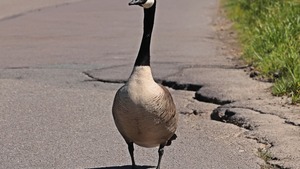 Animal trouvé, domestique ou sauvage : comment réagir?
