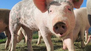 Tout savoir sur le cochon avant de se lancer dans l’adoption