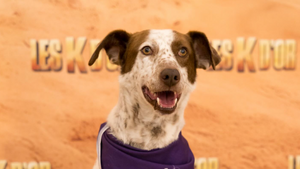 Jérémy Ferrari s’engage pour l’adoption des chiens handicapés