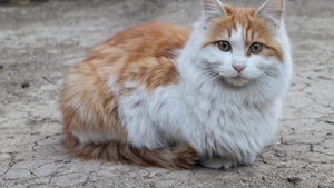 Assurance chat : Protégez votre compagnon et votre budget