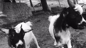 Adopter une chèvre : tout savoir avant de se décider