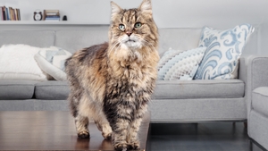 Comment se manifeste un problème de thyroïde chez le chat ?