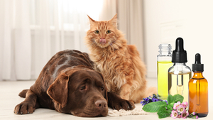 Quelles sont les huiles essentielles toxiques pour le chien ?