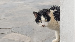 Votre chat peut-il (vraiment) prévoir la météo ? Ce que disent les études