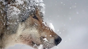 Nazgul, un chien-loup sur les pistes des JO d'hiver 2026 (vidéo)