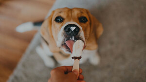 Les aliments toxiques pour le chien et le chat : décryptage
