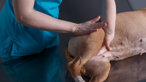 L’ostéopathe animalier