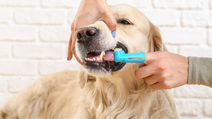  Mauvaise haleine, tartre, problèmes dentaires : pourquoi il faut brosser les dents de son chien ?
