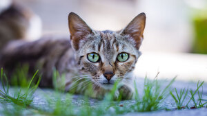 Sida et leucose du chat : tout savoir avant l’adoption