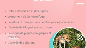 Le retour du Printemps, quelles conséquences pour nos animaux