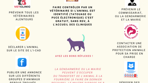 J’ai trouvé un animal domestique, avoir les bons réflexes