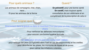 L’argent colloïdal pour soigner son animal