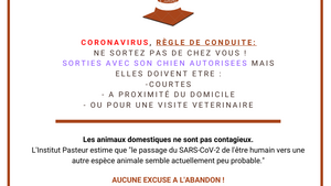 CORONAVIRUS : règles de conduite avec son animal