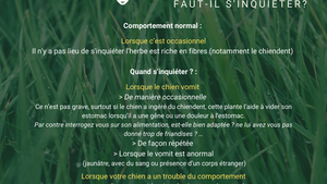 Pourquoi mon chien mange de l’herbe ?
