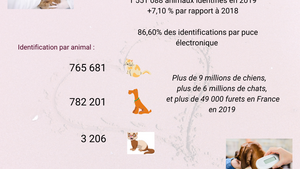 L’identification de nos animaux de compagnie