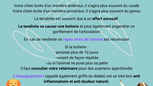 La tendinite chez le chien