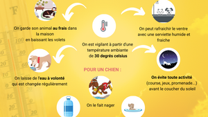 Protéger son animal de la chaleur 