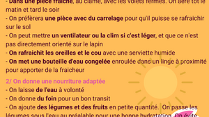 Lapin : Attention au coup de chaleur !