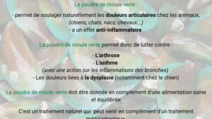 La moule verte contre les douleurs articulaires chez les animaux de compagnie