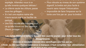 Adopter une chèvre ou une brebis, quelles différences ?