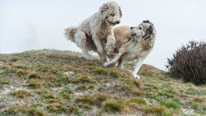 Nuisance d’un animal : que dit la loi sur vos droits et vos responsabilités ?