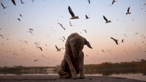 Où en est la France en matière de maltraitance animale ? 