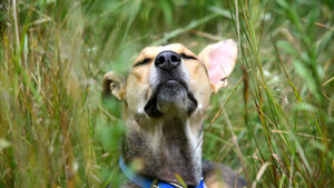 Les allergies aux pollens chez le chien et le chat