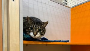 Quand une facture vétérinaire mène à l'abandon : l'assurance animale peut-elle changer la donne ?