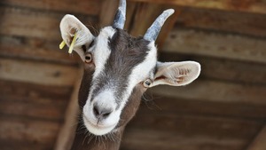 Comment protéger nos animaux de la ferme de l’hiver et du froid ?