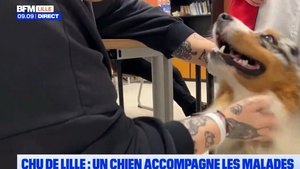 Teamir, comment ce berger australien est devenu la "fierté" du CHU de Lille