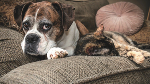 J’ai décidé d’adopter un chat ou un chien senior
