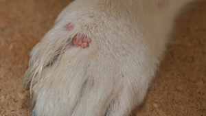 La verrue chez le chien : comment la reconnaître et la traiter