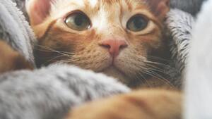 Saviez-vous que la Suède a mis en place une loi pour lutter contre la solitude des chats ?