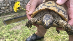 Adopter une tortue de terre : obligations légales et besoins de l’animal