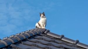 Laisser son chat sortir : bonne ou mauvaise idée ?