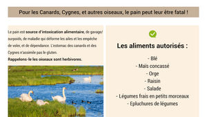 Comment nourrir les cygnes et les canards ?