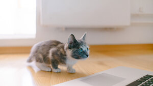 Vente et don d’animaux : attention aux arnaques sur internet