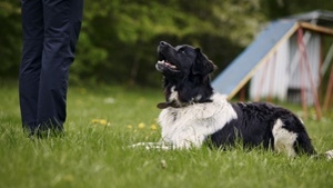 Comment devenir comportementaliste canin ?