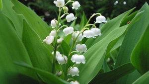 Le muguet : une plante dangereuse pour vos animaux de compagnie