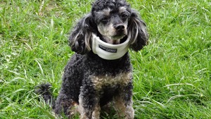 Comment faire soigner ou stériliser son animal quand on a des problèmes financiers ?