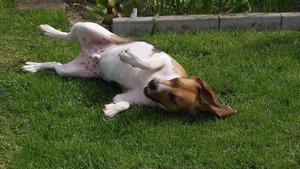 Lombalgie ou mal de dos chez le chien : comment réagir ?